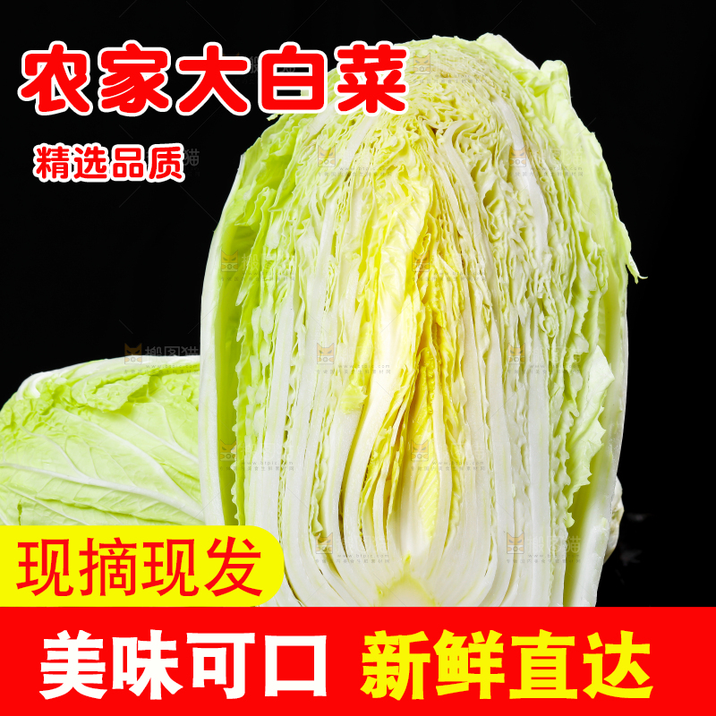 黑底上放着大白菜