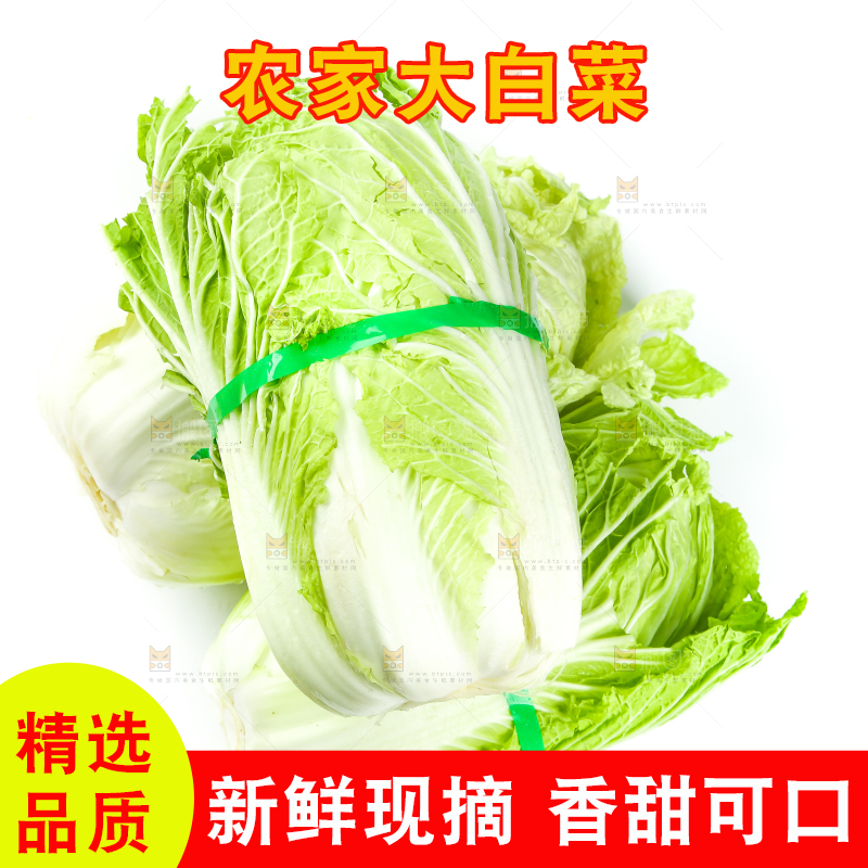 白底上放着大白菜