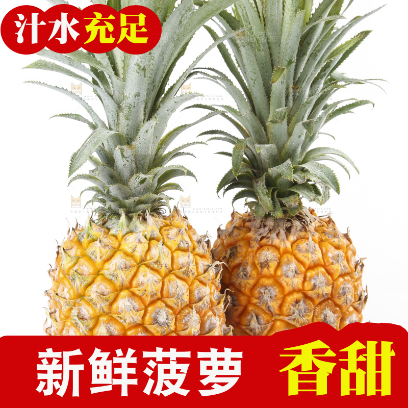 白底上的徐闻菠萝