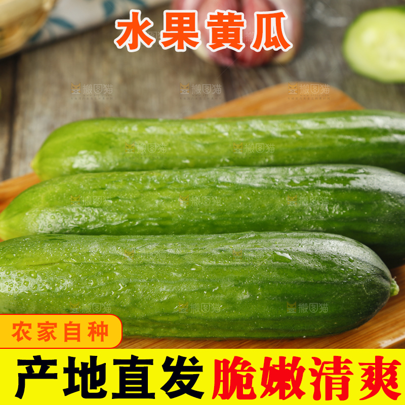 新鲜的山东水果黄瓜放在木板上