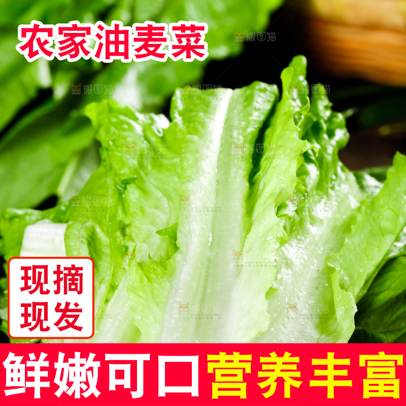 黑底上的油麦菜