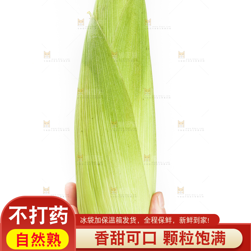 手里拿着东北甜玉米