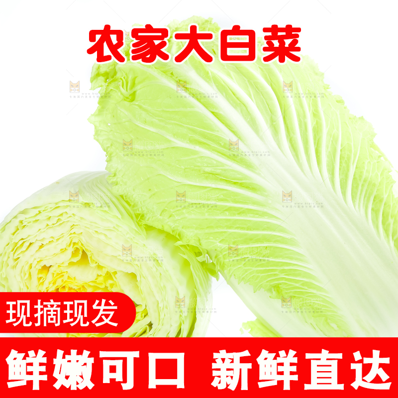 白底上放着大白菜