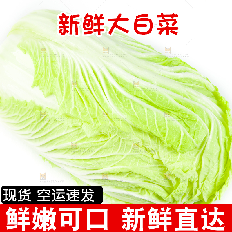 白底上的新鲜大白菜