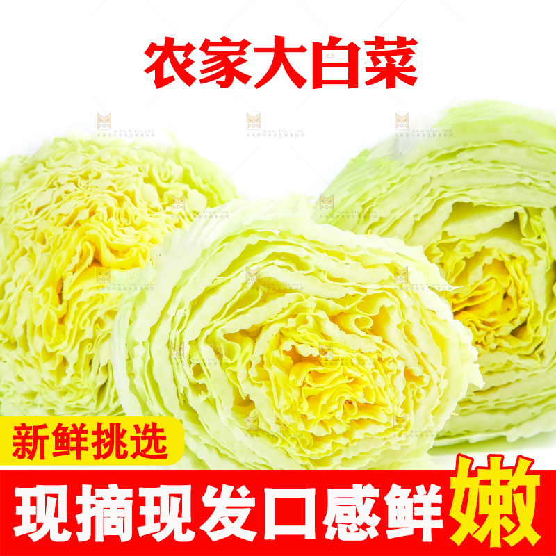 白底上放着大白菜