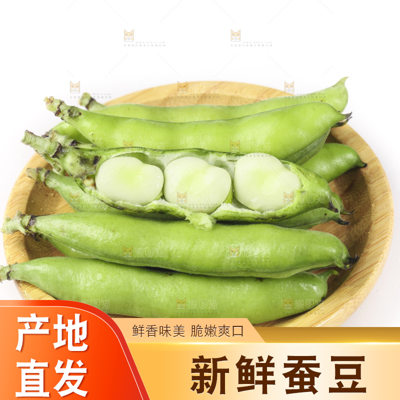 一筐新鲜四川蚕豆放在白底上