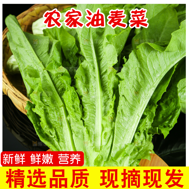 篮子里装着油麦菜