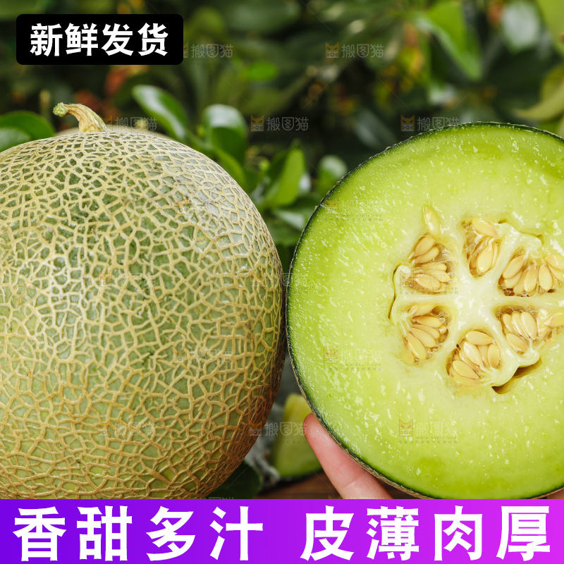 手拿切开的海南网纹蜜瓜