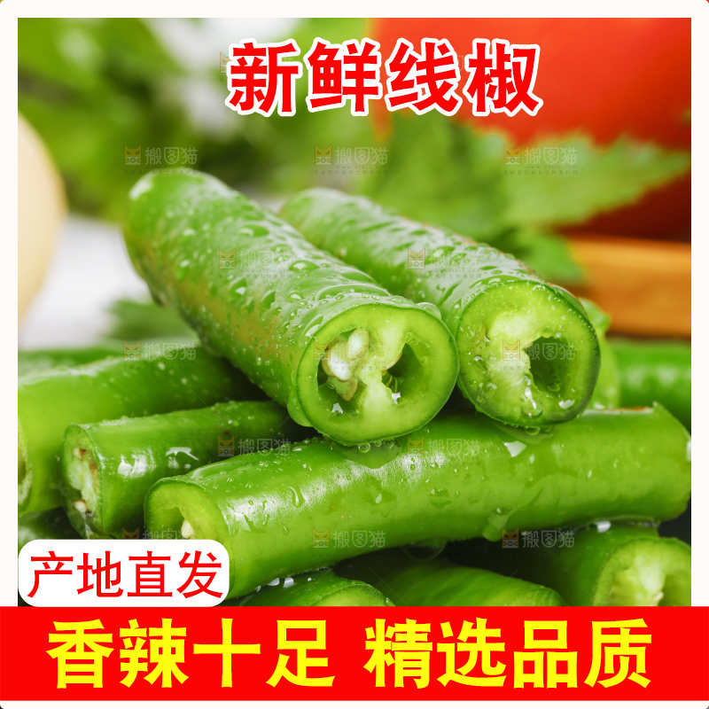 黑底上的青线椒
