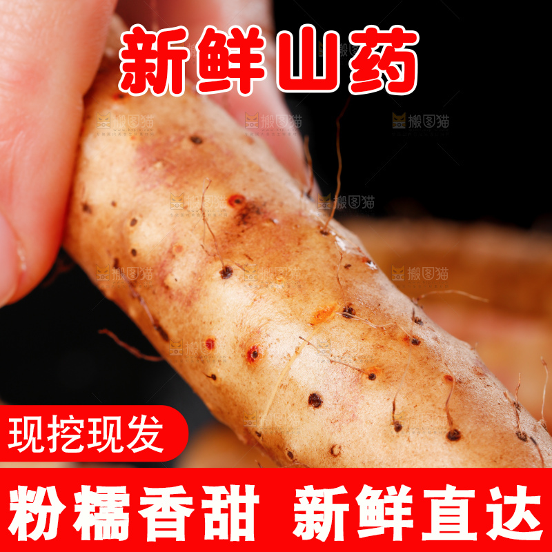 手里拿着小白嘴山药