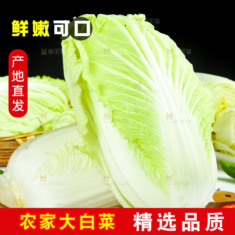 格子底上放着大白菜