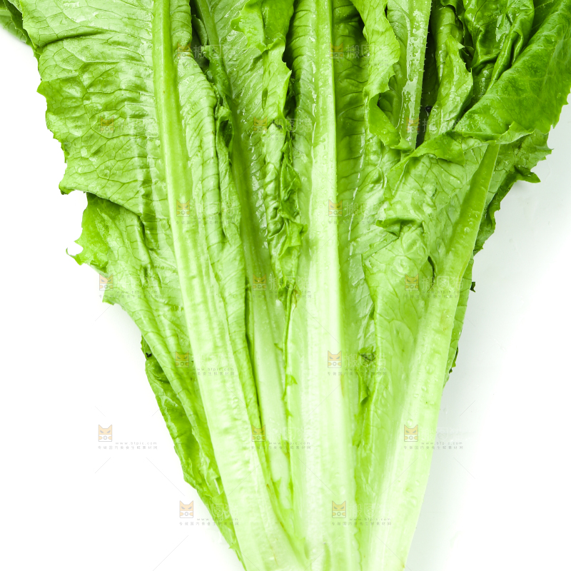 白底上的嫩油麦菜