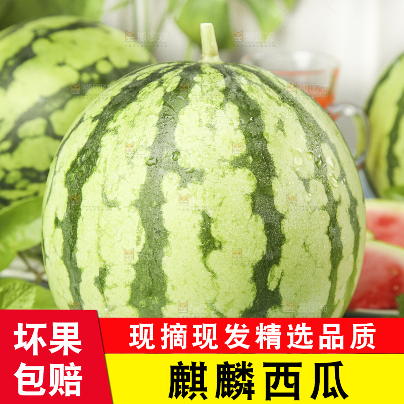 蓝底上放着新鲜麒麟西瓜