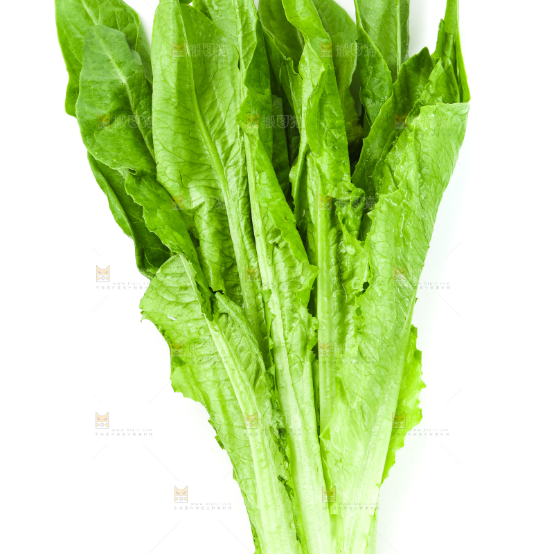 白底上的嫩油麦菜