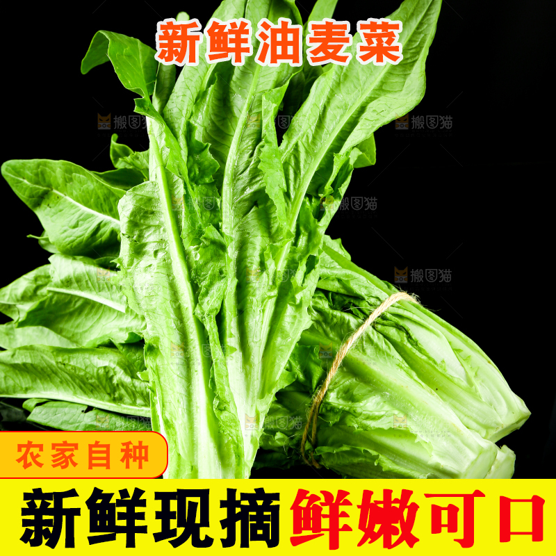 黑底上的油麦菜