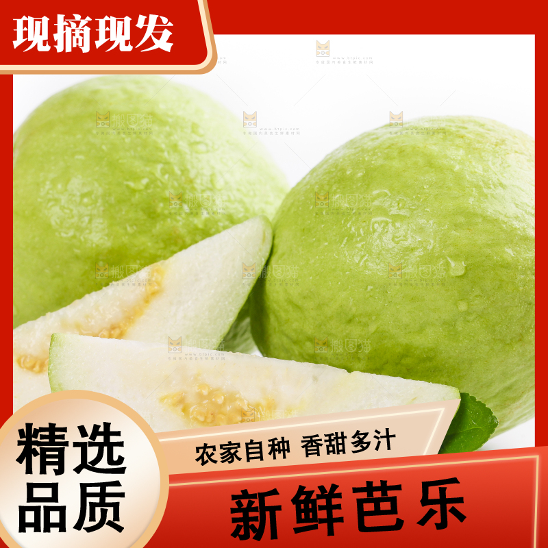 白底上的广西白心芭乐