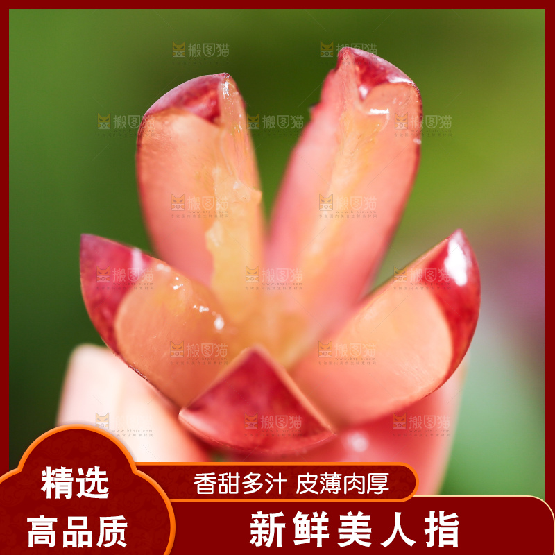 手里拿着切开的美人指葡萄