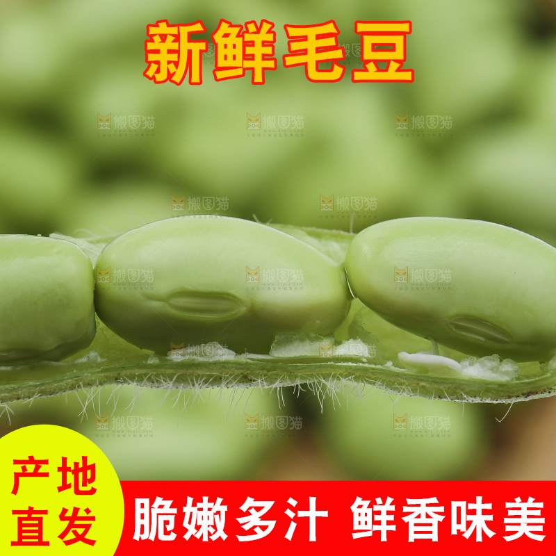 手拿新鲜毛豆