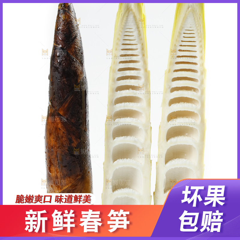 新鲜野生竹笋放在白底上