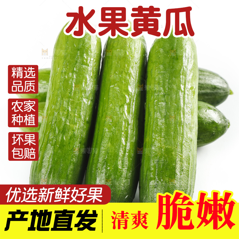 新鲜的山东小青瓜放在白底上