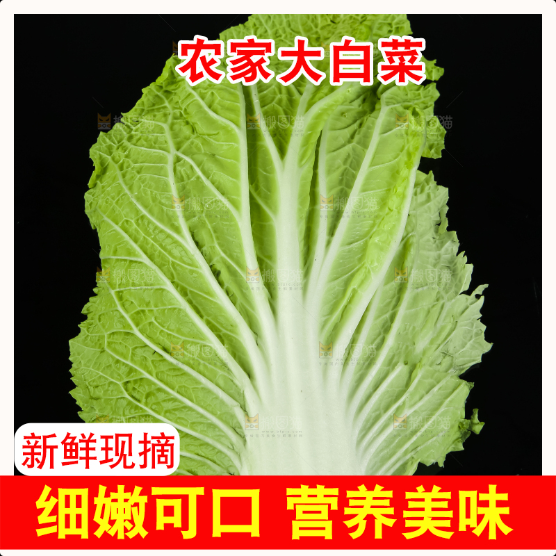 黑底上放着大白菜