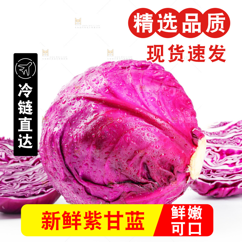 白底上的羽衣甘蓝