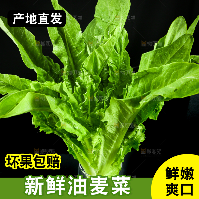 黑底上摆放着油麦菜