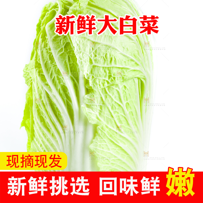 白底上放着大白菜