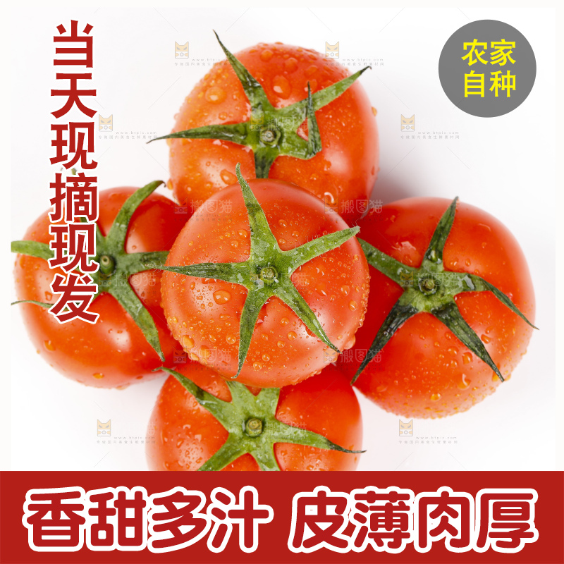 白底上的西红柿