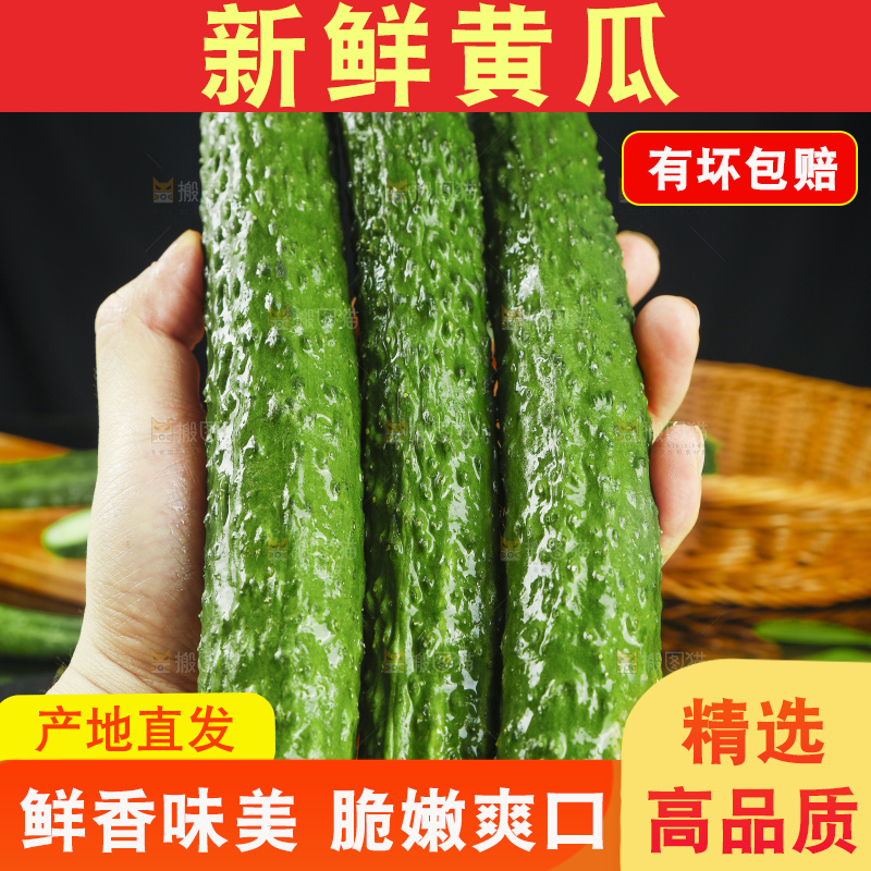 手拿着新鲜青瓜