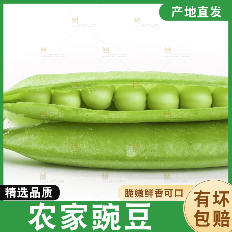 白底上的豌豆荚