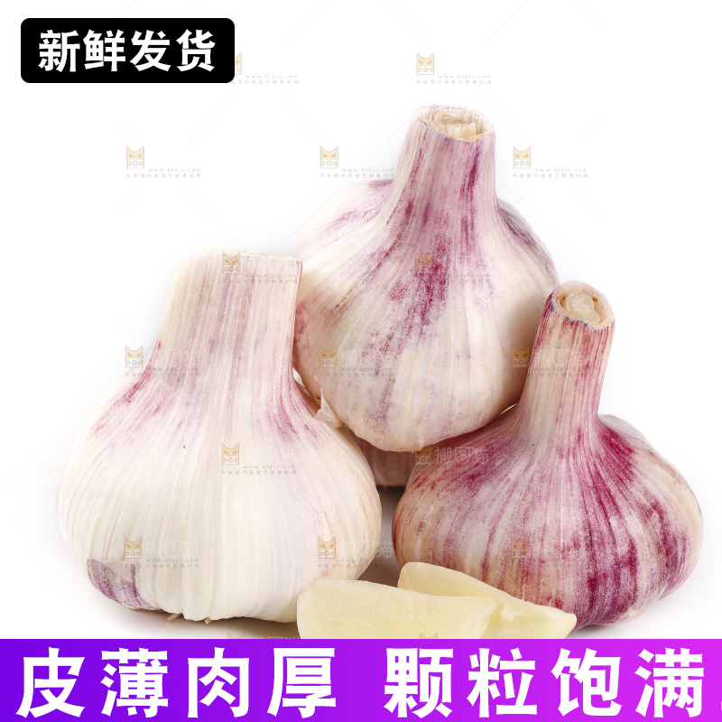 白底上放着新鲜紫皮大蒜头