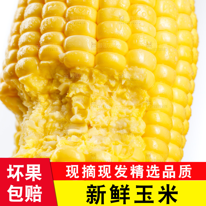黑底上的玉米棒