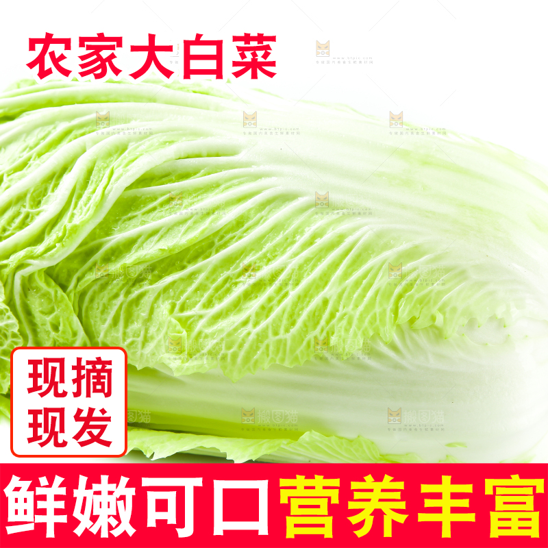 白底上放着大白菜