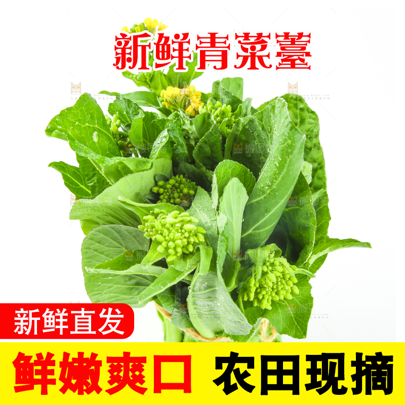 白底上的一把新鲜菜心