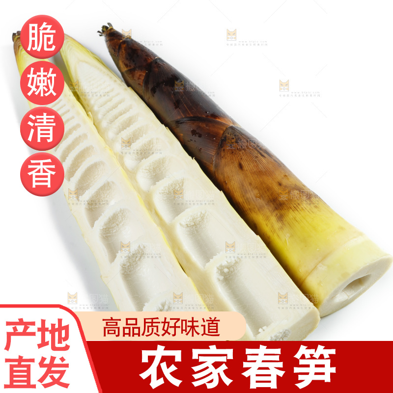 新鲜野生竹笋放在白底上