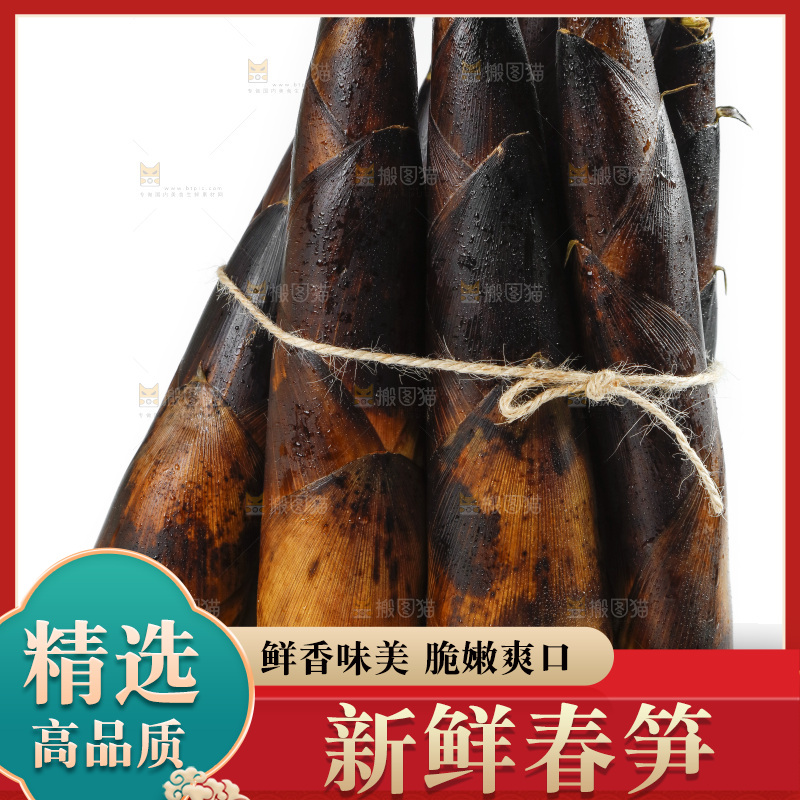 一捆富阳春笋放在白底上