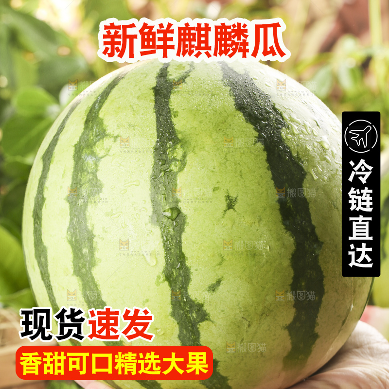 手拿新鲜麒麟西瓜