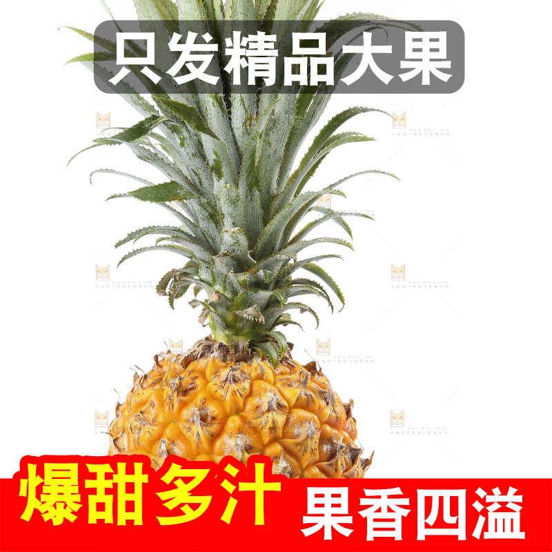 白底上的新鲜菠萝