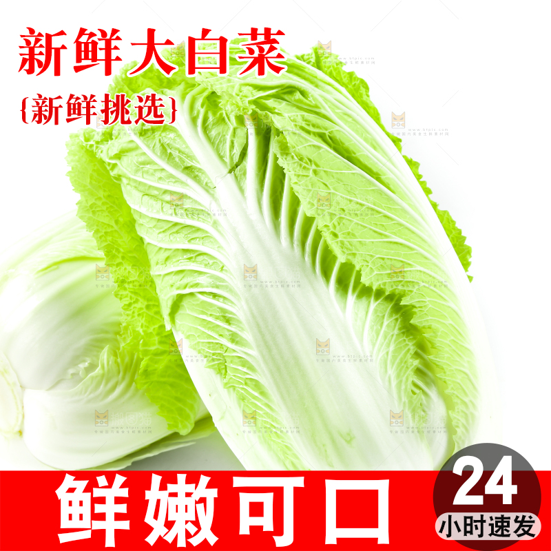 白底上的新鲜大白菜