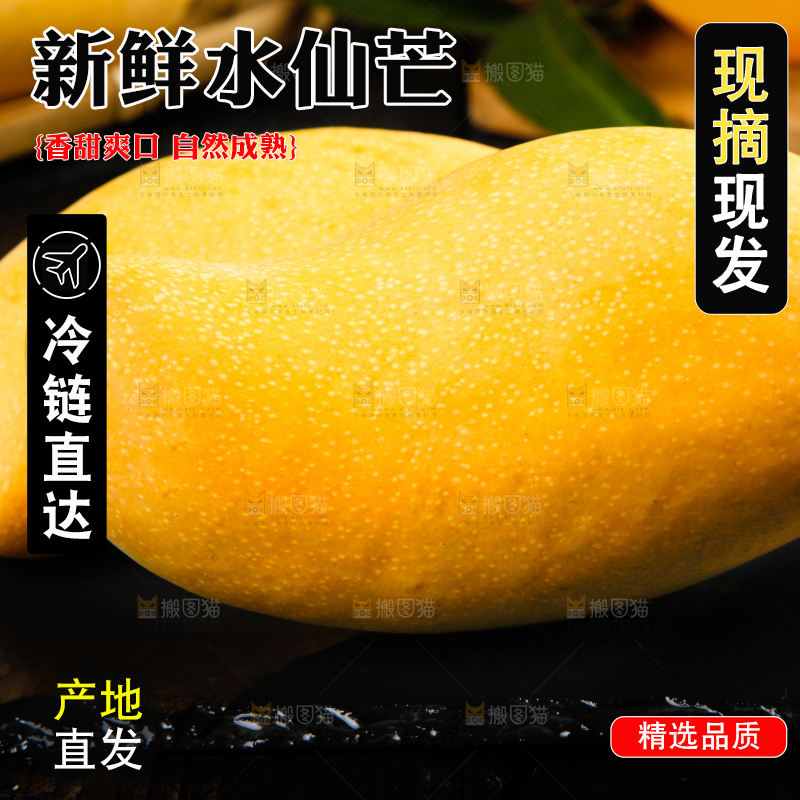 黑底上的水仙芒