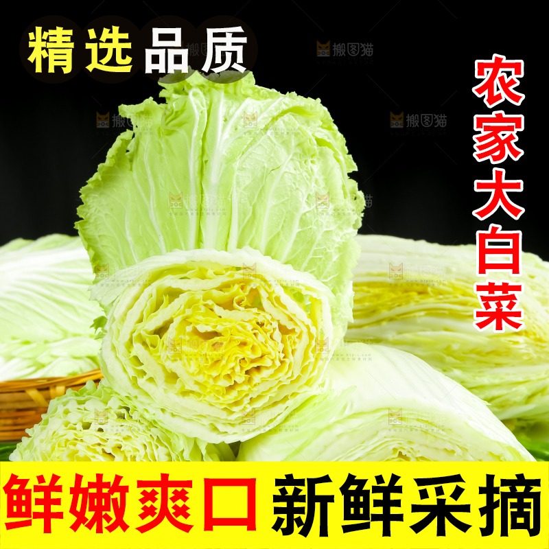 格子底上放着大白菜