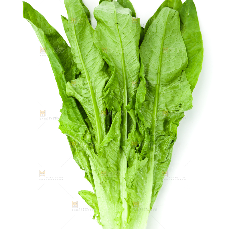 白底上的嫩油麦菜