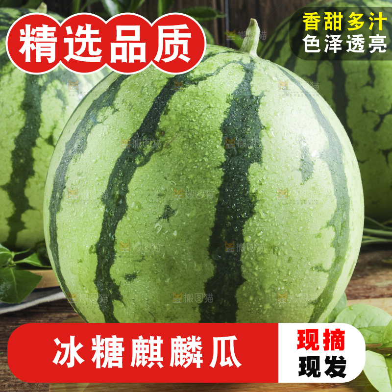 木底上放着新鲜麒麟西瓜