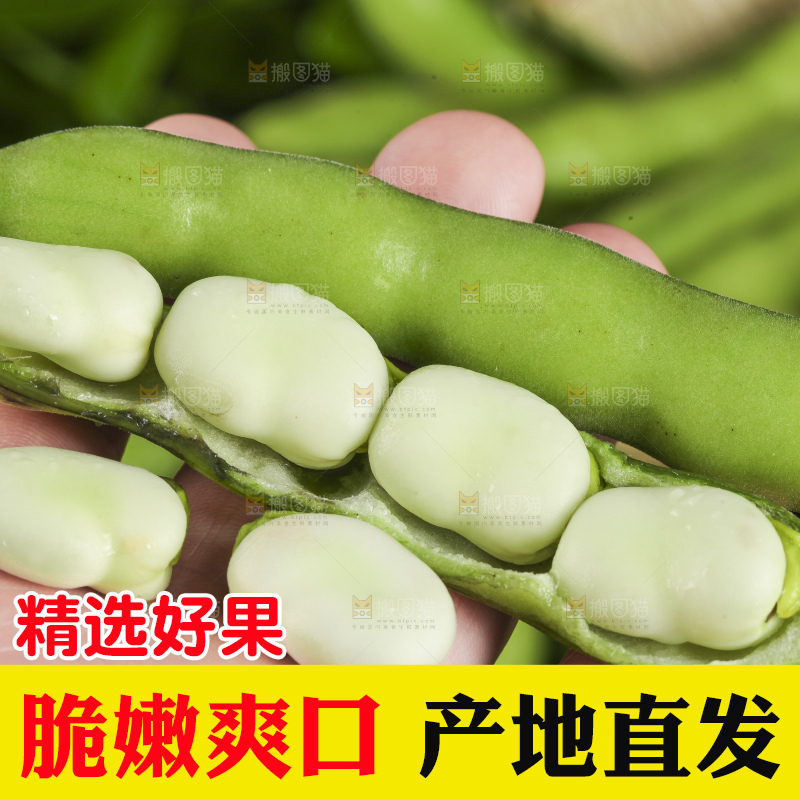 手拿新鲜胡豆