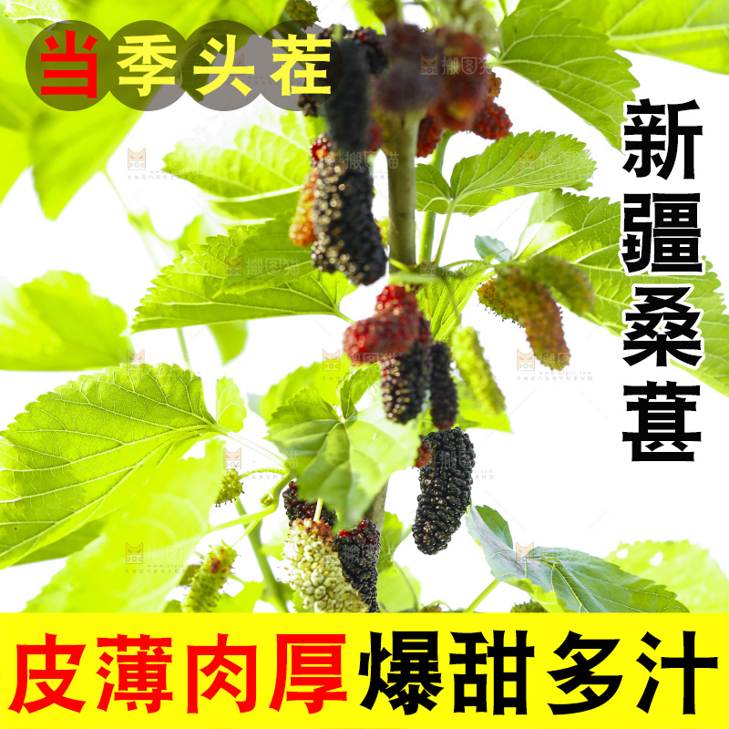 树上的桑葚