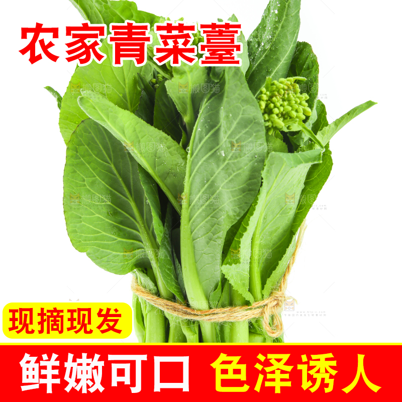 白底上的一把新鲜菜心