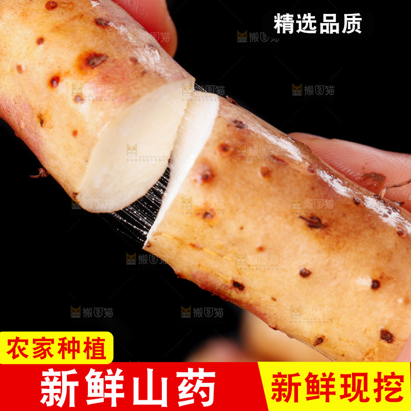 手里拿着小白嘴山药
