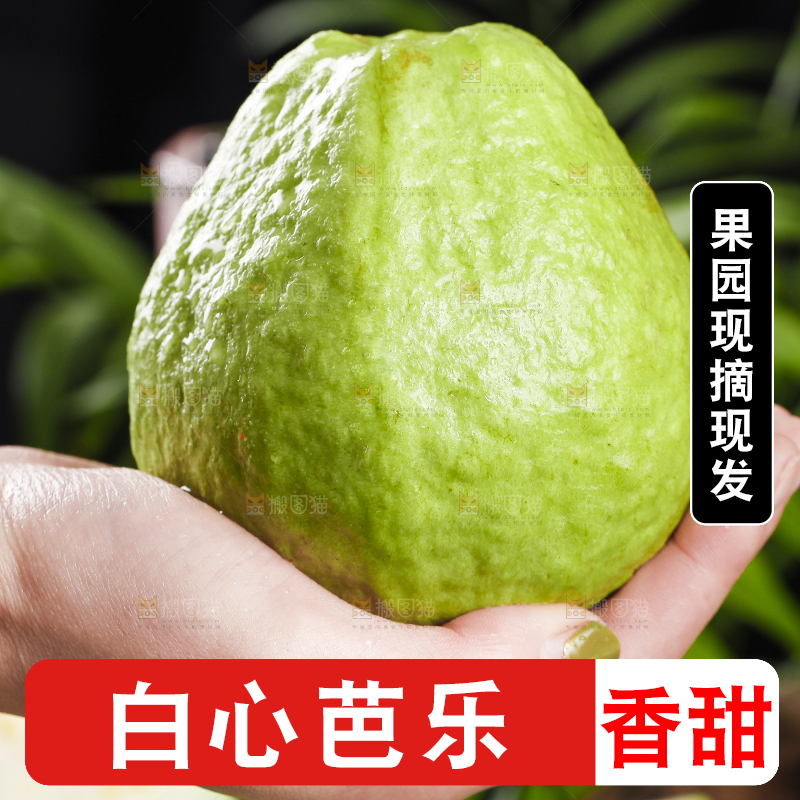 手里拿着广西白心芭乐