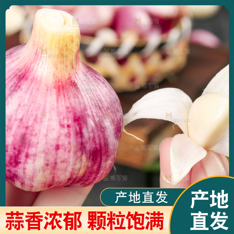 手里拿着云南紫皮大蒜